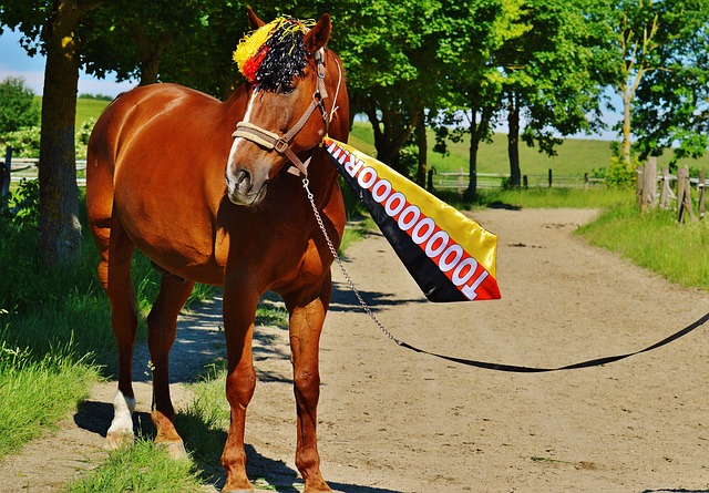 挥常常会导 挥常常会导